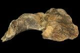 Fossil Dinosaur (Triceratops) Skull Section - North Dakota #155368-3